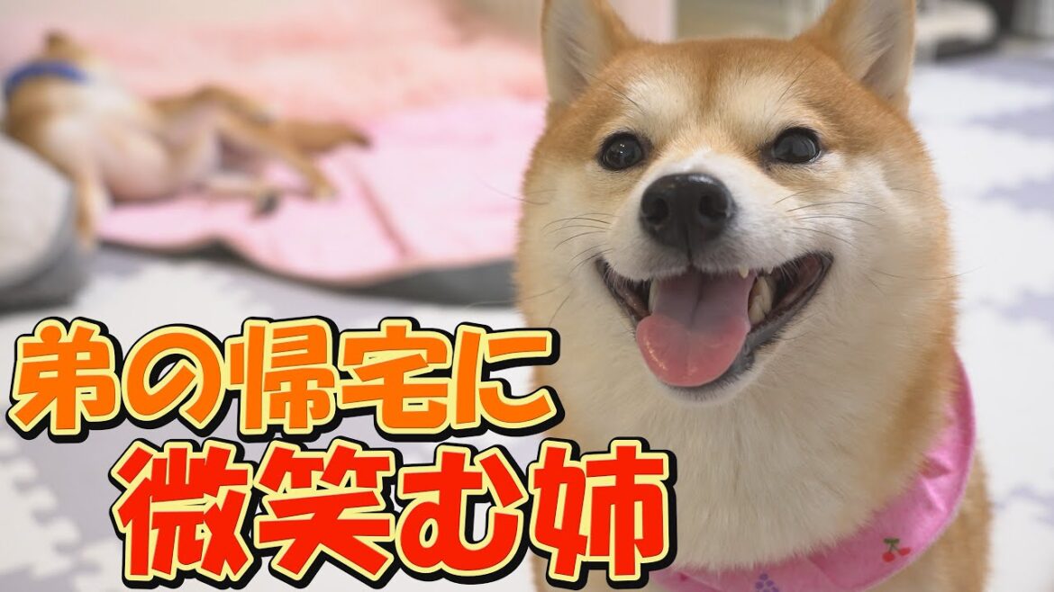 病院帰りの弟柴犬の様子を見て安心し、微笑み続ける姉柴犬に癒されました