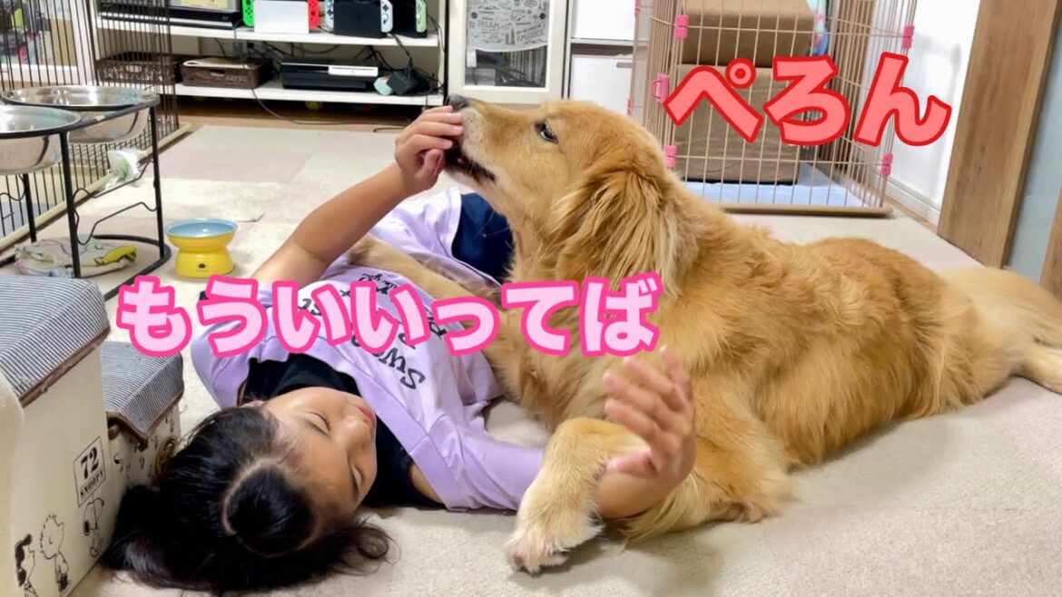 我が子を可愛がるように突然母性が目覚めた大型犬クッキー【ゴールデンレトリバーとミニチュアダックスフンド】