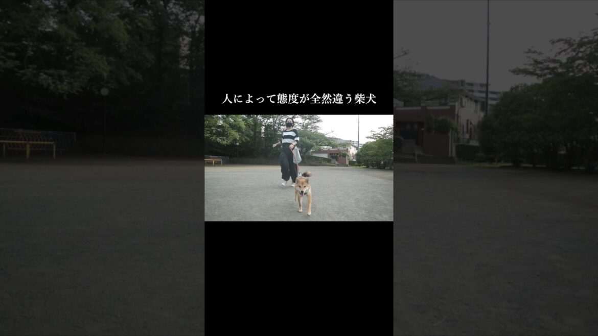 人によって態度が全然違う柴犬  #柴犬 #甲斐犬#youtubeshorts 人によって態度が全然違う柴犬  #柴犬 #甲斐犬#youtubeshorts