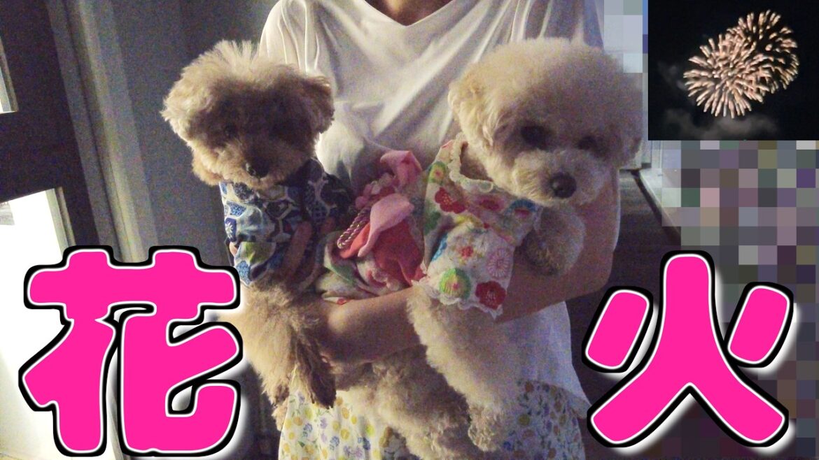 １年ぶりの花火に虎太郎と三桜の興味度合いが入れ替わりました【トイプードル】