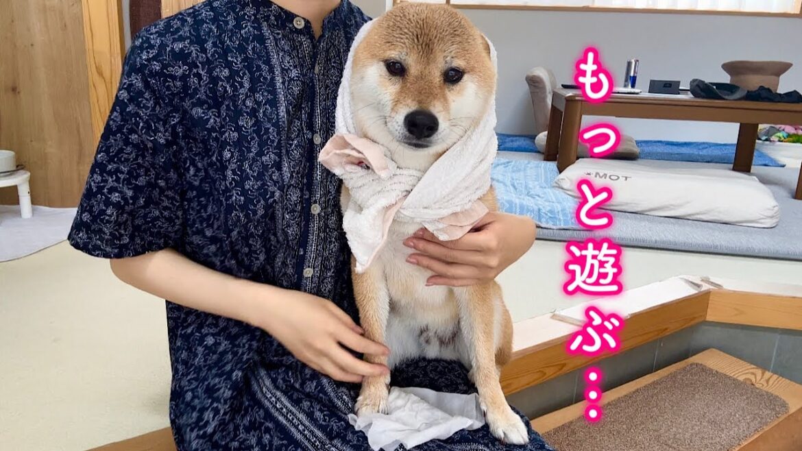 炎天下の中遊びすぎて強制送還された柴犬が可愛すぎました 炎天下の中遊びすぎて強制送還された柴犬が可愛すぎました