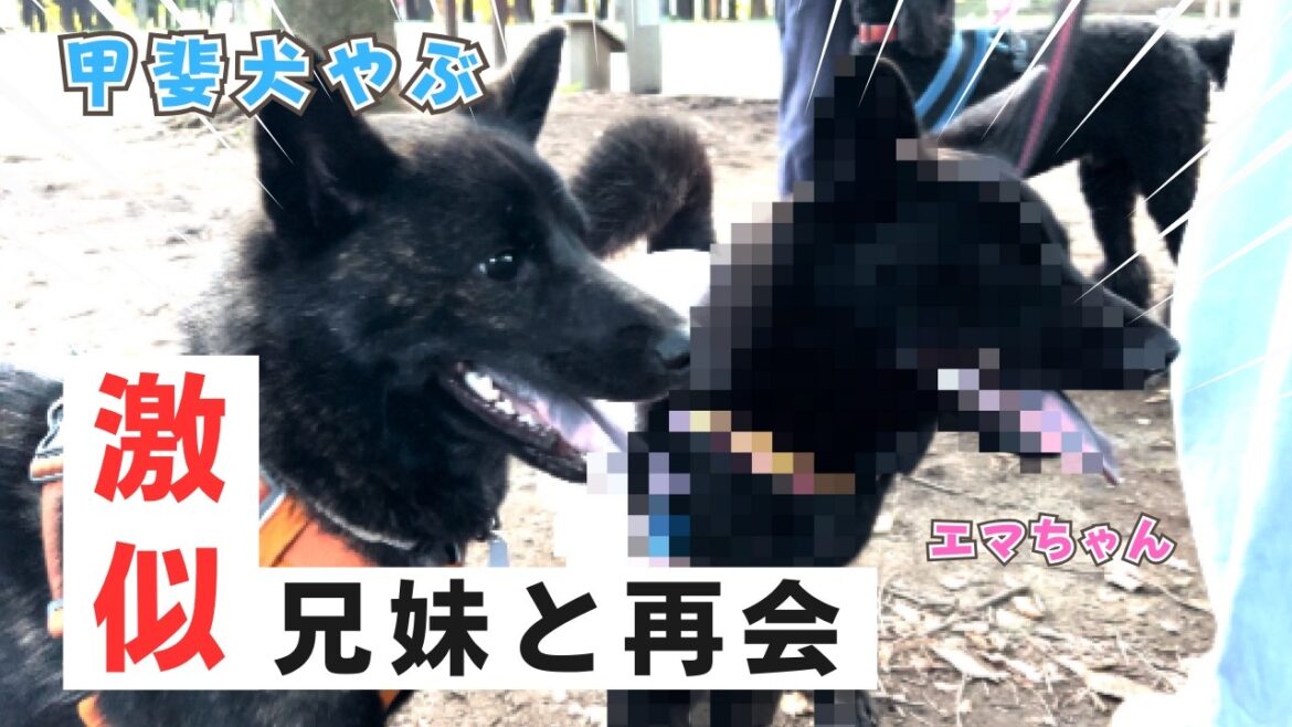 兄妹(きょうだい)の甲斐犬エマちゃんに会ったら、そっくり過ぎて飼い主驚愕!!! 兄妹(きょうだい)の甲斐犬エマちゃんに会ったら、そっくり過ぎて飼い主驚愕!!!