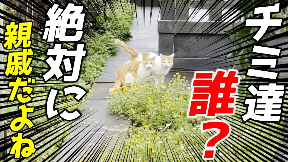 三毛猫家族の親戚？！庭子猫達に似た子猫達が現れました…笑[三毛猫家族]