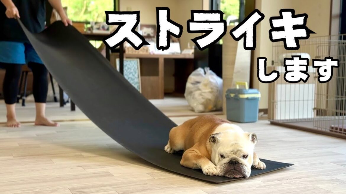 お部屋大改造にストライキで応戦するブルドッグのぶるまる…