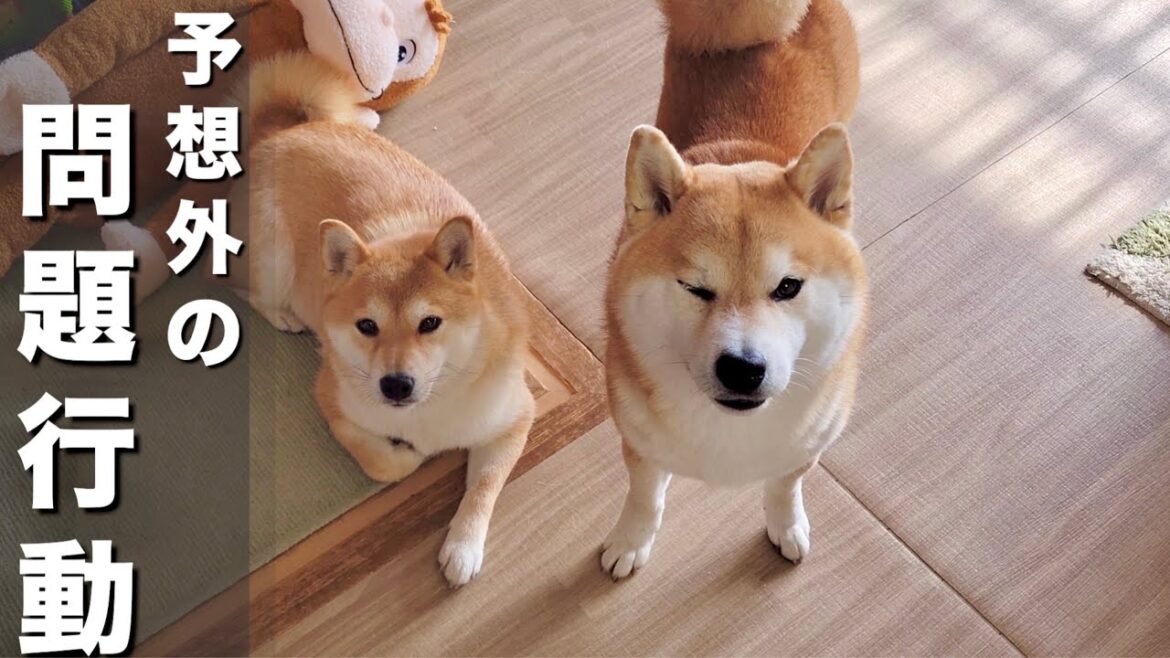 どこまでも柴犬を追いかける１歳児、解決策も…更なる問題へ発展