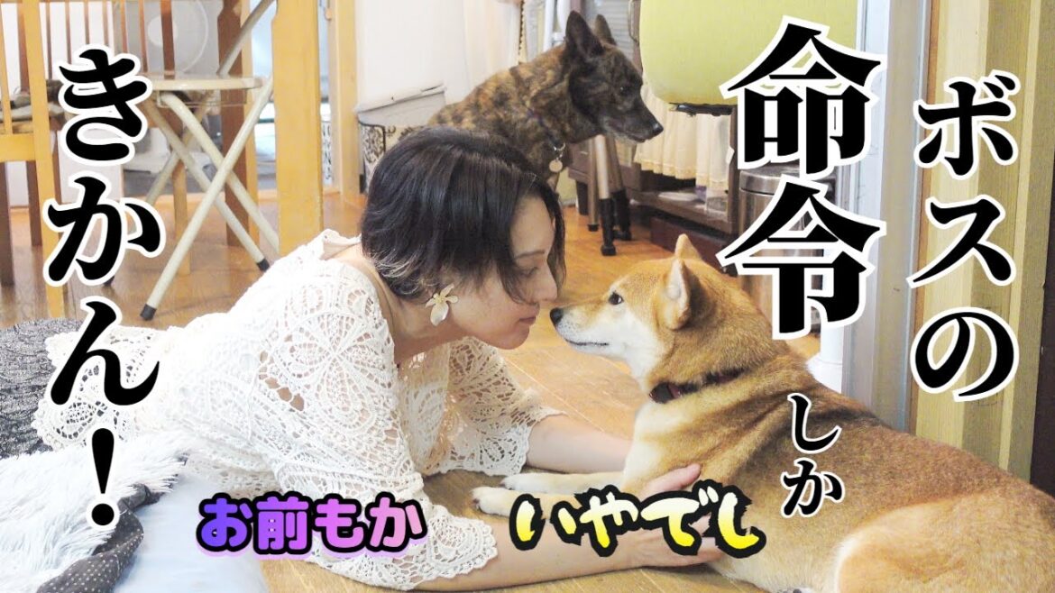 ボスの命令には従うがママの命令は無視する柴犬　#甲斐犬 #柴犬 #vlog 【柴犬・甲斐犬】