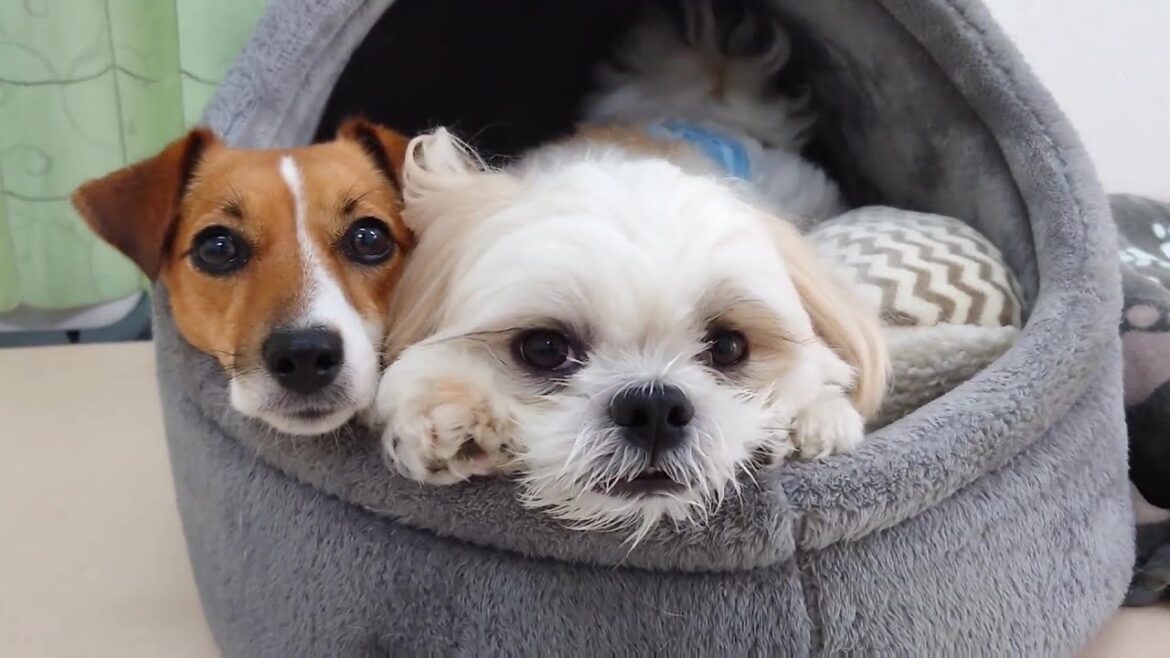 いやぁ～暑いっすね～　🐶ひみつきちなう！②🐶  2024年8月2日