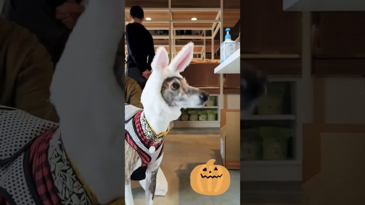 【ハロウィンウィペット】世界で一番かぶり物が似合うオッサン。被らなくても可愛い犬ドッグ。【Halloween Whippet】