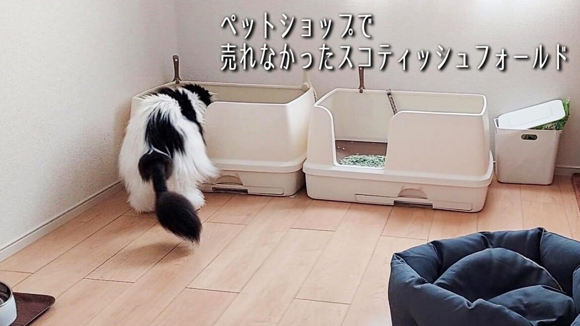 ようやくケガが完治しザベスを卒業！さっそく粗相を現行犯され焦る猫。