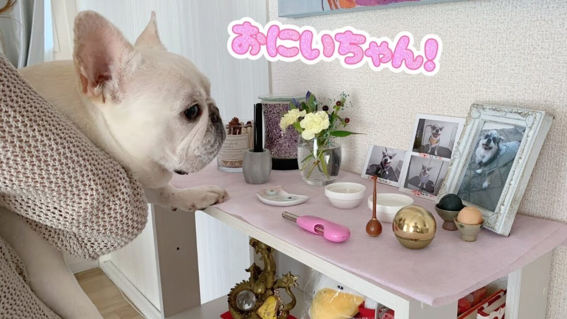 【新居】お兄ちゃんも一緒にお引越ししたよ！【フレンチブルドッグ frenchbulldog】