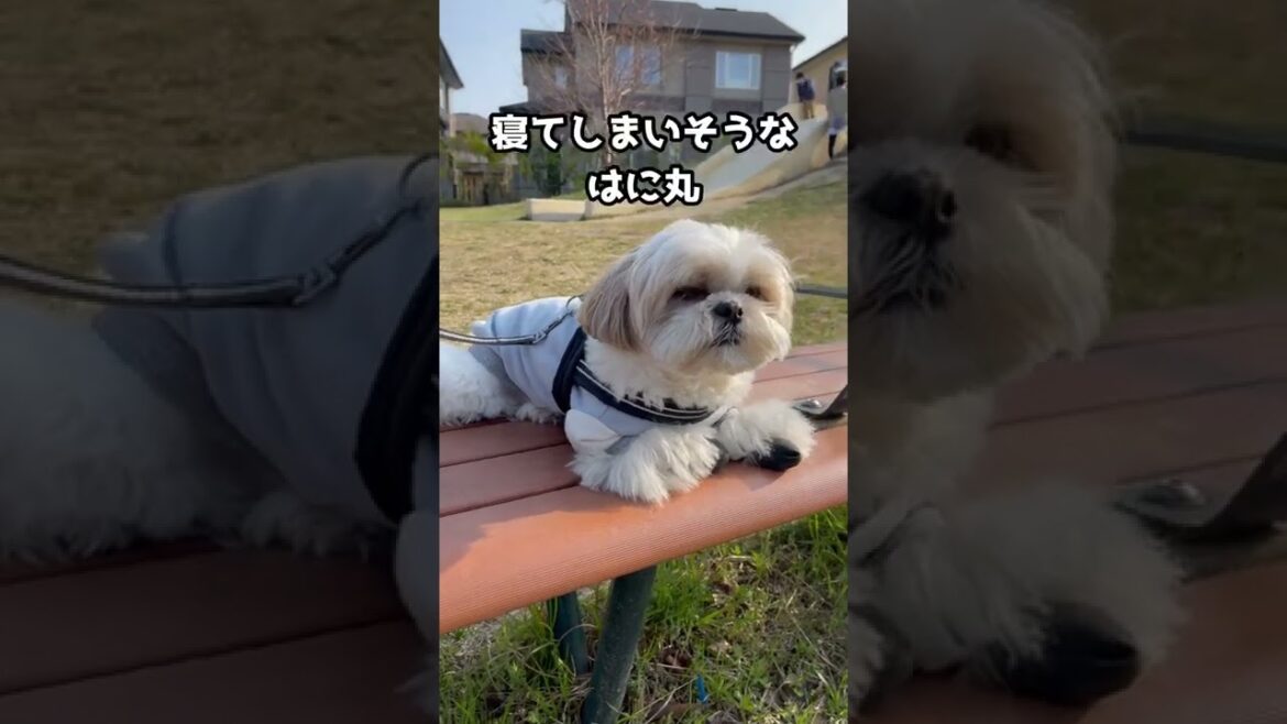 【シーズー犬/はに丸】公園で日向ぼっこしてるだけのほっこり動画 #shorts