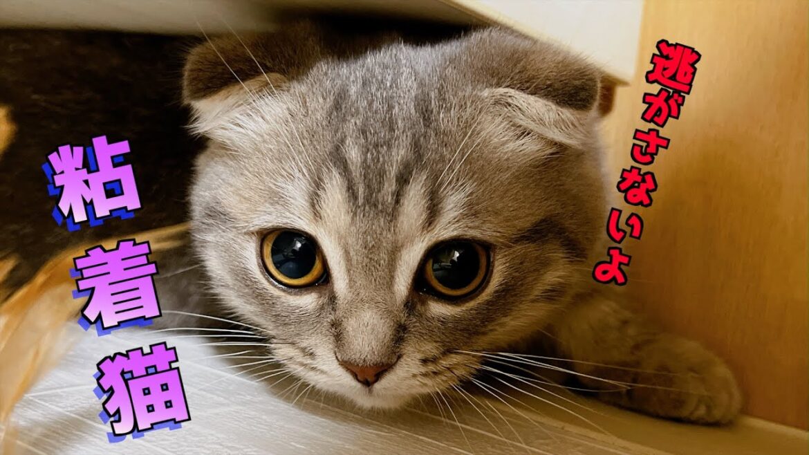 助けて下さい!  猫が粘着してきます...[マンチカンの銀時]