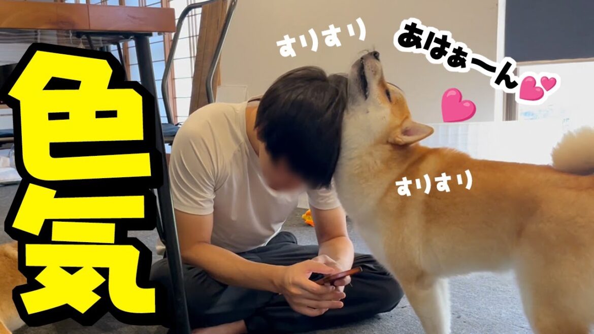 2週間ぶり兄たんと再会したらお色気ムンムンで喜ぶ柴犬がこちらです