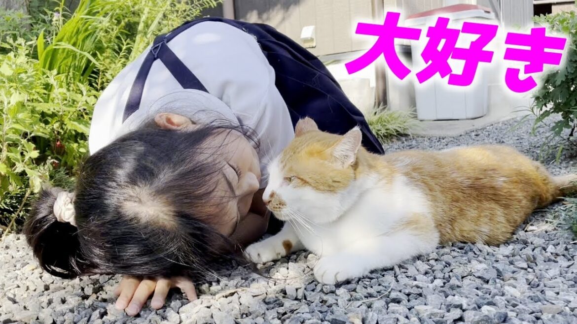 猫好き娘と三毛猫家族の仲の良いほのぼのな日々…♡[三毛猫家族とジョア]