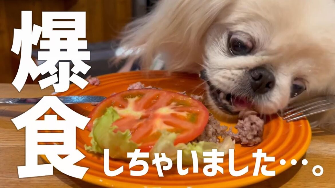 ハンバーガー屋の“裏メニュー”に食らいつく愛犬はこちらです… ハンバーガー屋の“裏メニュー”に食らいつく愛犬はこちらです…