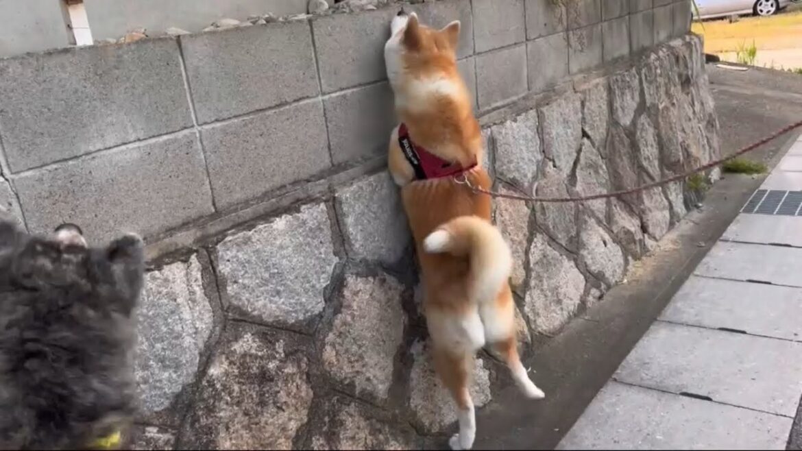 教えてもらうまでネコの存在に気付かない秋田犬姉妹【Akita-inu】@akita-inu-pata