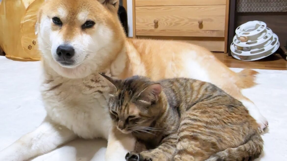 柴犬のそばに次から次へと猫たちが一日中集まって癒されました 柴犬のそばに次から次へと猫たちが一日中集まって癒されました