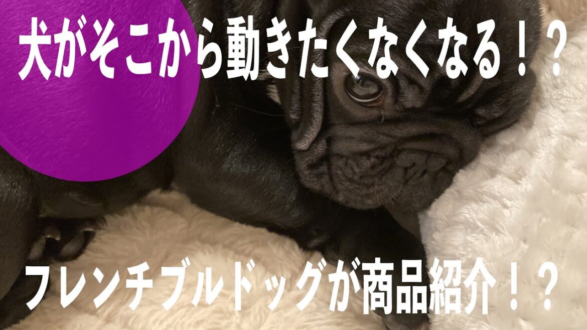 【もしもフレンチブルドッグが商品紹介をしたら】ふかふかのベッドをプレゼントしたら秒で拠点に!そんなベッドをあんこもち 先生が紹介! 【もしもフレンチブルドッグが商品紹介をしたら】ふかふかのベッドをプレゼントしたら秒で拠点に!そんなベッドをあんこもち 先生が紹介!