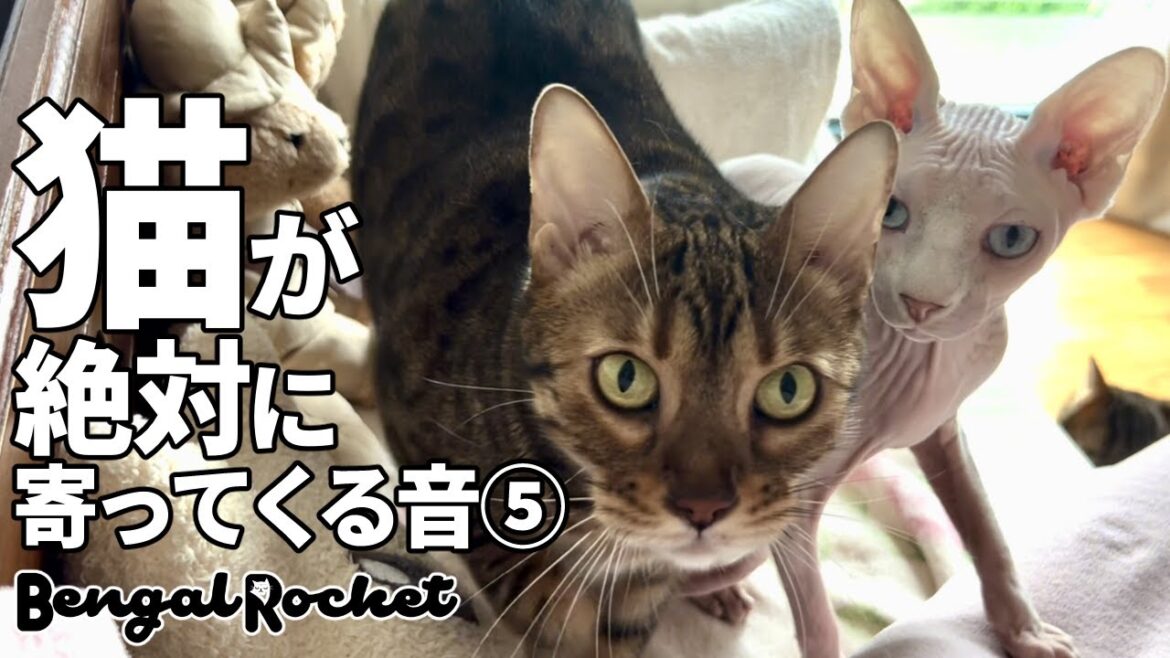 【検証】TikTokで話題の猫が絶対に寄ってくる音5【ベンガル/スフィンクス猫】 【検証】TikTokで話題の猫が絶対に寄ってくる音5【ベンガル/スフィンクス猫】