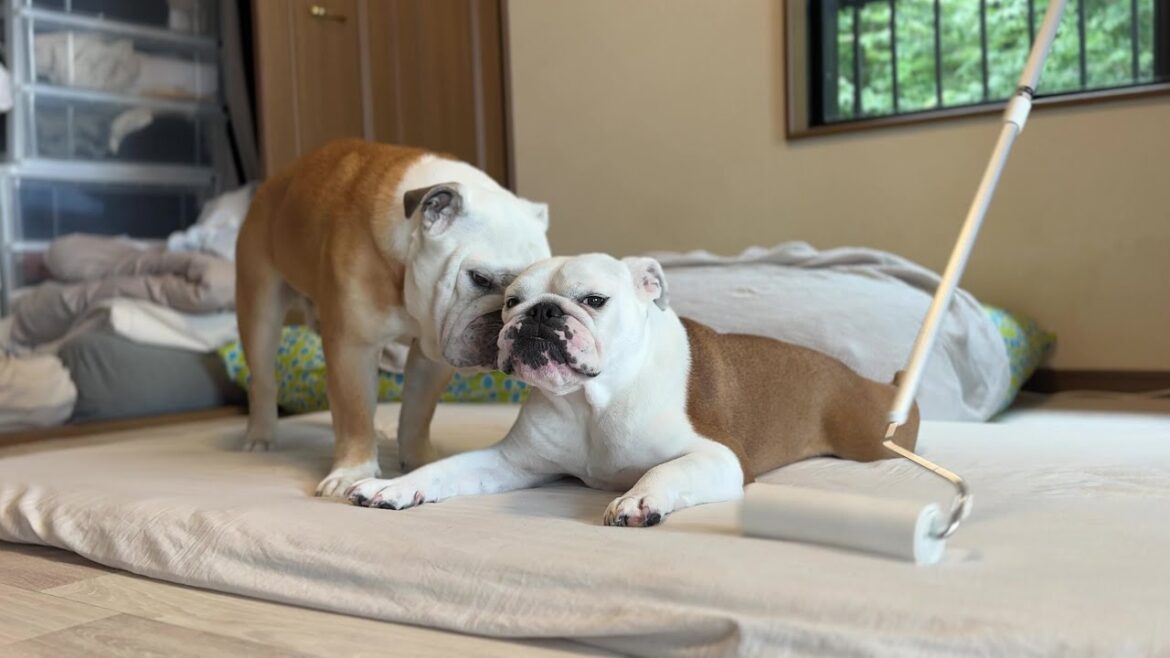 布団を仕舞われないコツを兄犬からコッソリ教えてもらうブルドッグのまるこ