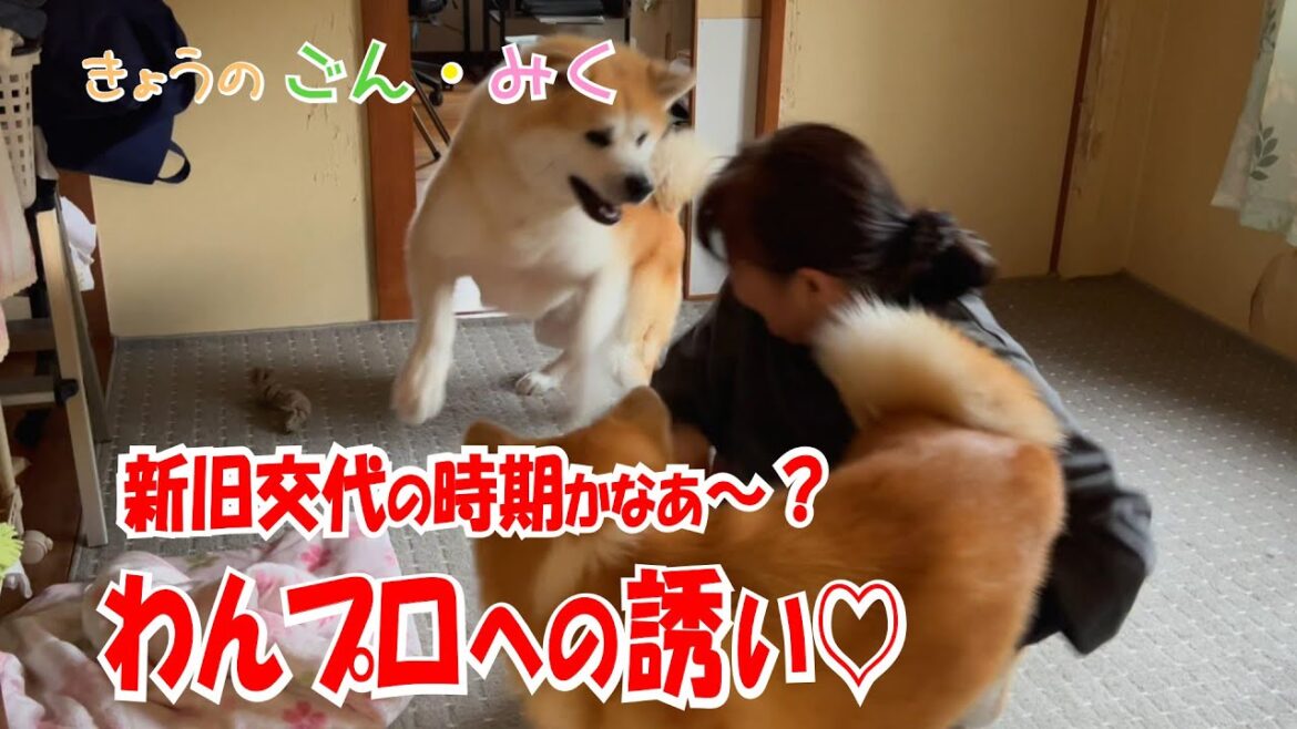 新旧交代の時期かなあ～？「わんプロへの誘い♡」 今日のごん・みく♡　秋田犬【ごん・みく チャンネル】