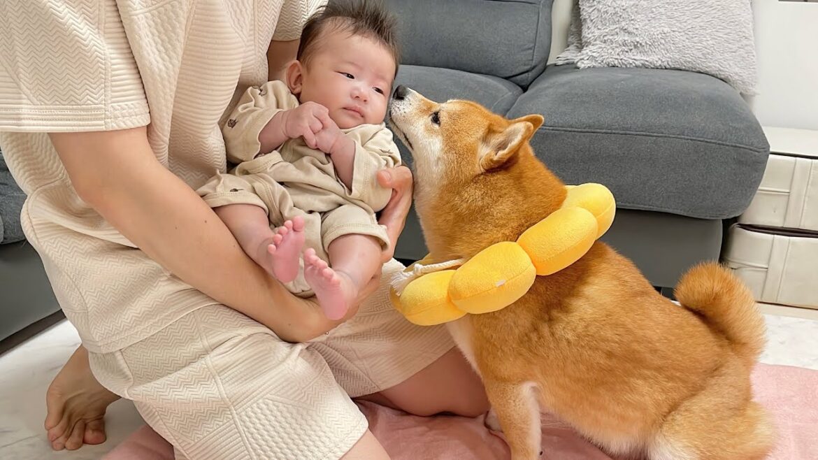赤ちゃんとウィンウィンな関係を築いてしまう豆柴が可愛すぎました...