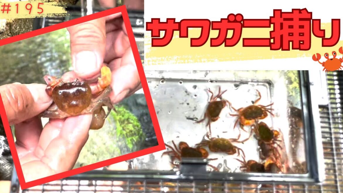 サワガニ捕りって楽しい♪誰でも簡単に見つけられるコツを教えるね！