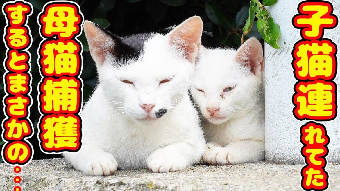 【母猫捕獲】子猫を連れてた母猫を捕獲するとまさかの展開に一同驚愕