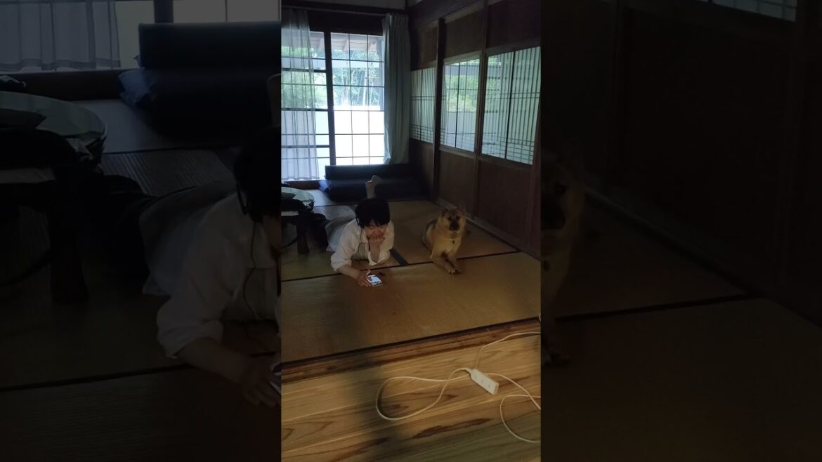ヒマな猟犬 #猟犬 #huntingcompanion #dog