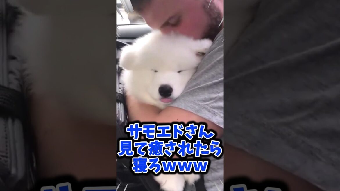 サモエドさん見て癒されたら寝ろｗｗｗ #動物 #サモエド  #2ch動物スレ
