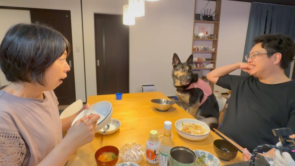 愛犬と一緒に親子丼食べたら、みんな笑顔になりましたｗ【ジャーマンシェパード】