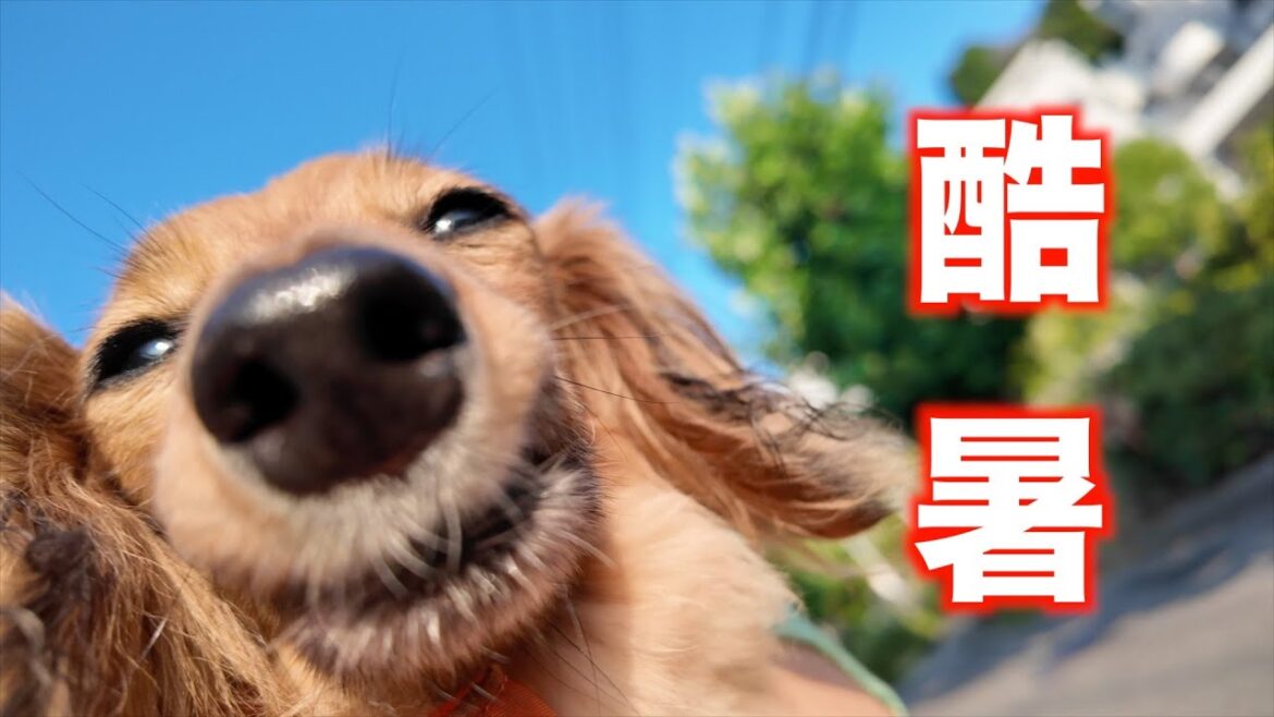 【暑サニマケズ】シニア犬のモーニングルーティン改【カニンヘンダックスえびすの日常】