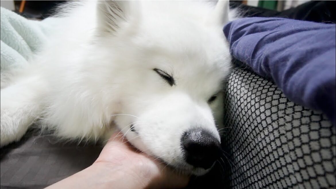 寝る時は大好きなママとくっついて寝たい甘えん坊な犬がかわいすぎる…