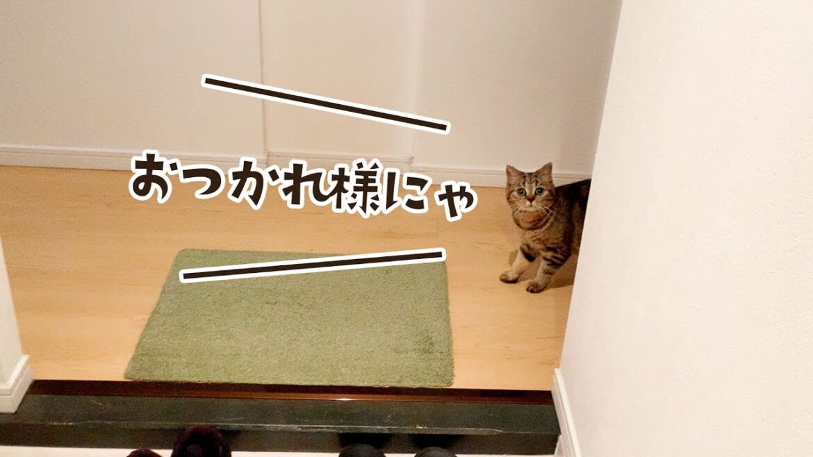 かわいい飼い猫のお出迎えで疲れが吹き飛びます！ #318【生後1年と18日目 スコティッシュフォールド】