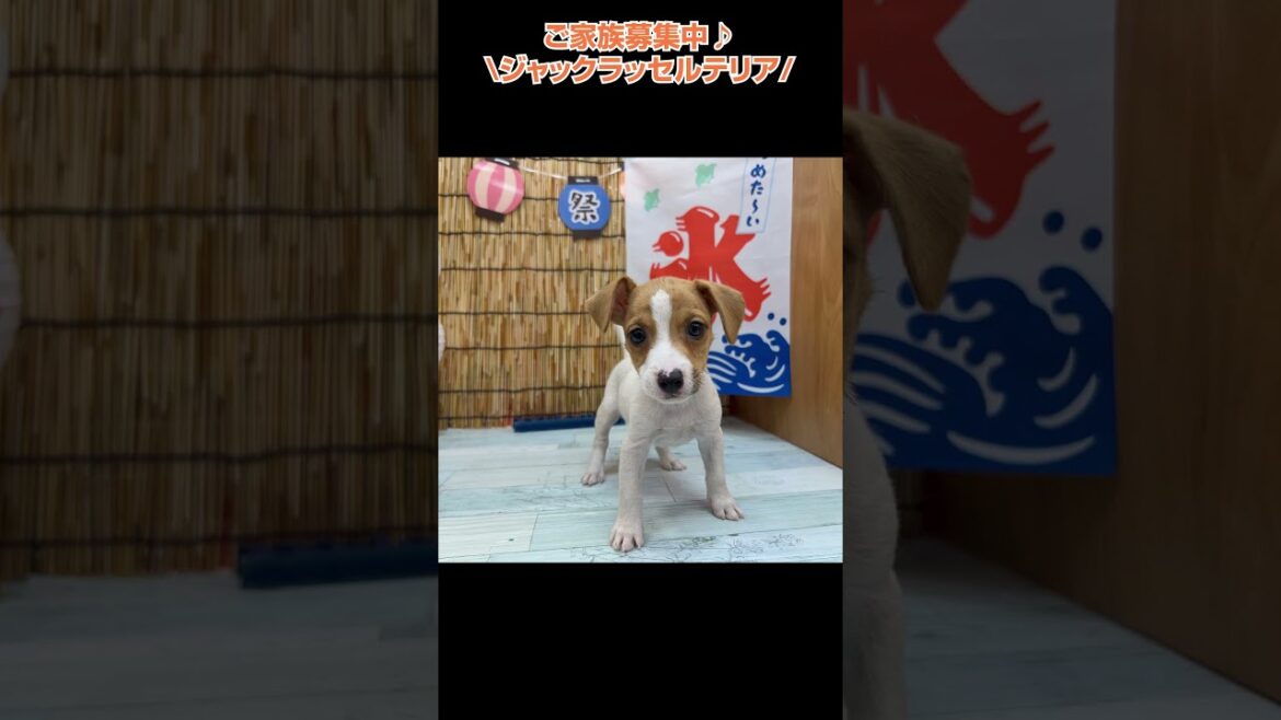 溢れんばかりの元気♥ジャックラッセルテリア🐩【横浜ペットショップ ベルドック】#shorts #犬のいる暮らし #ジャックラッセルテリア