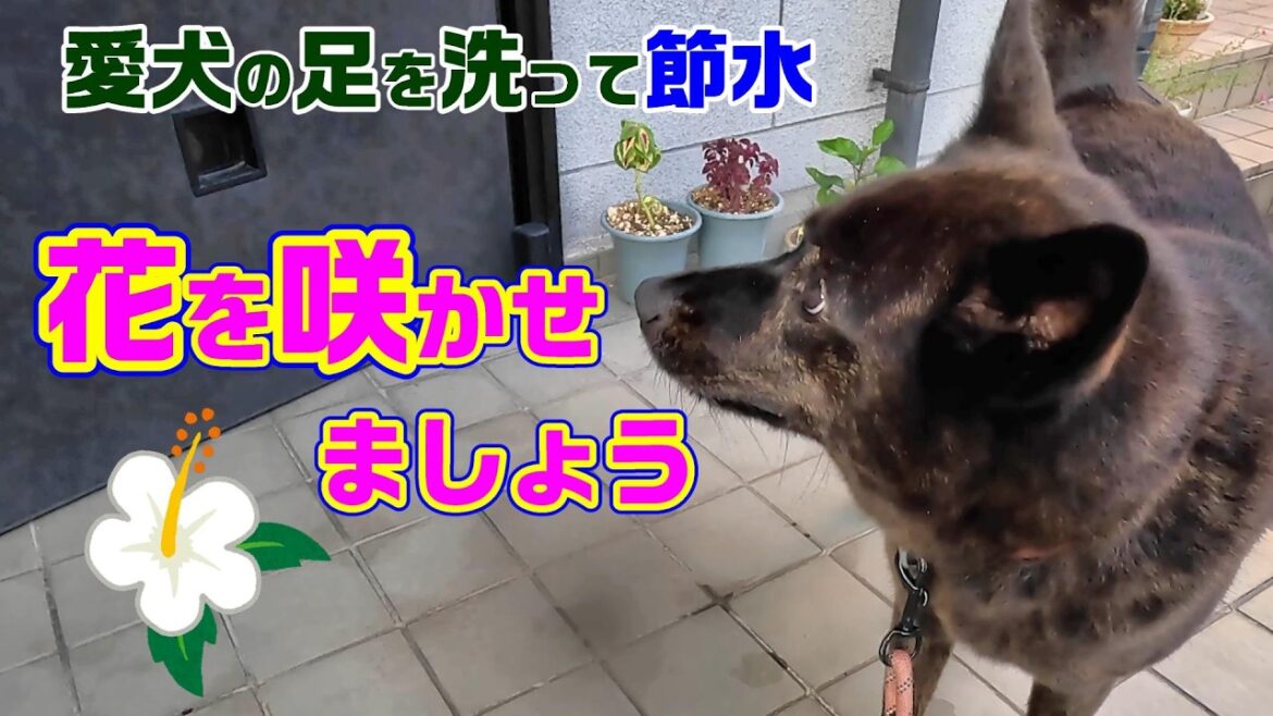愛犬の足を洗って花が咲く-　甲斐犬いち