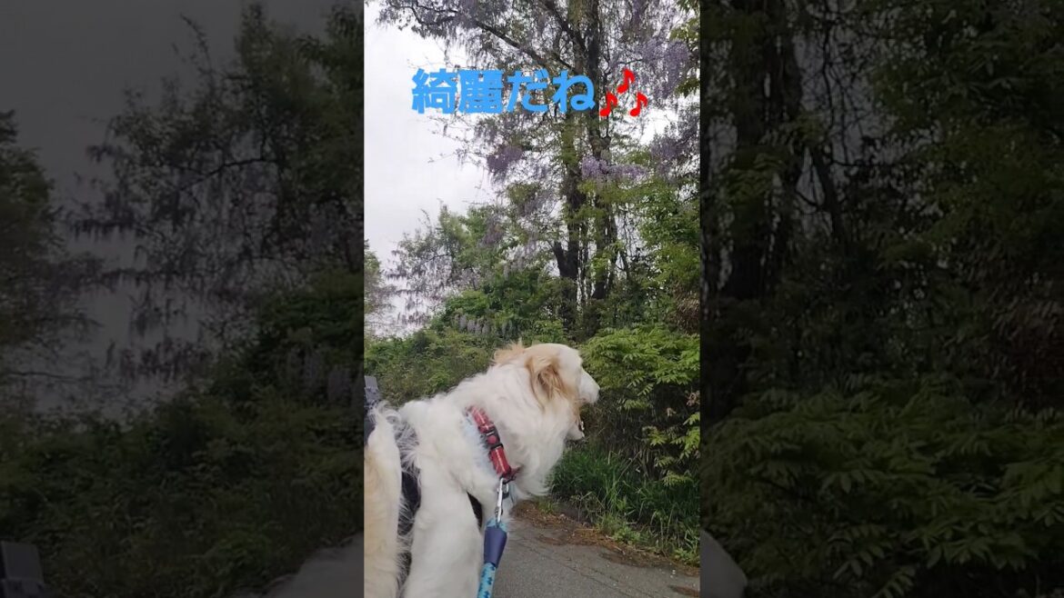 巨大藤とボルゾイ🐶🎵　Giant wisteria and Borzoi