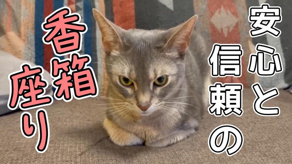 うちの猫さんの安心と信頼の香箱座り