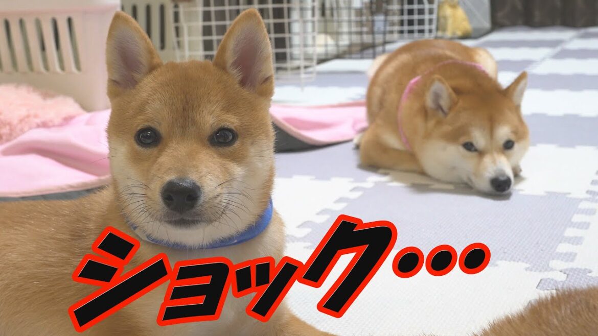 姉柴犬が子犬に激怒…気まずい空気に兄柴達も凍りつく・・・