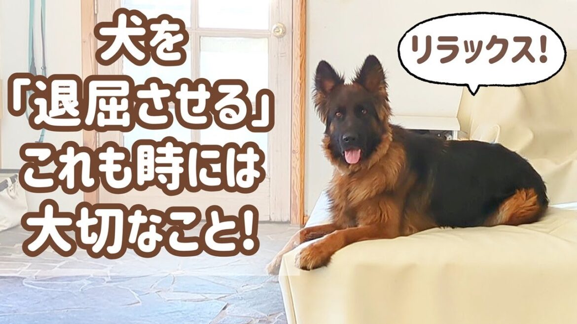 【ジャーマンシェパード】何もさせない時間、これができると犬との暮らしがかなり楽になる！