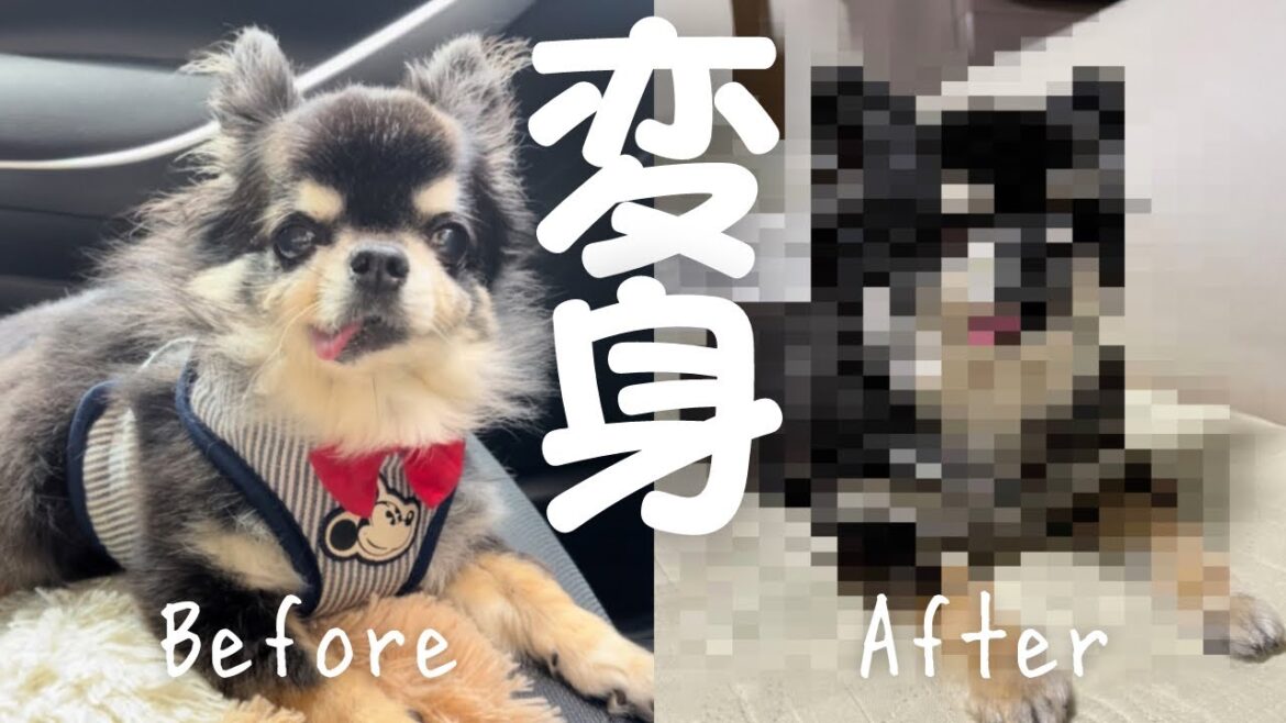 トリミングに行ったチワワがこうなりました…