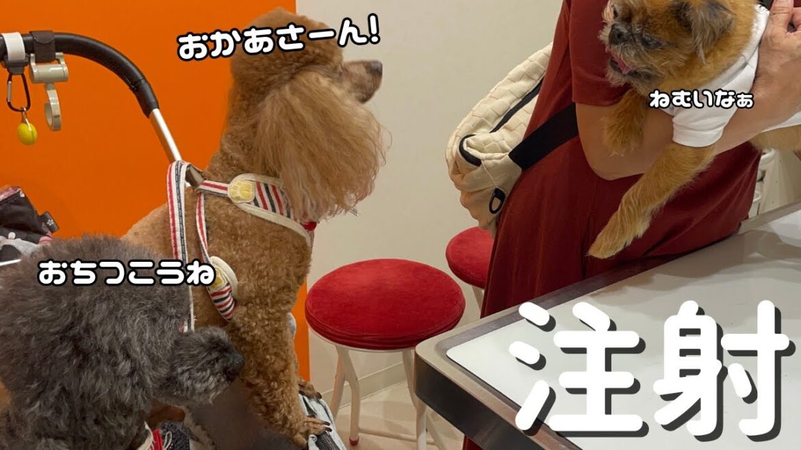 【動物病院】3頭の性格が違いすぎる