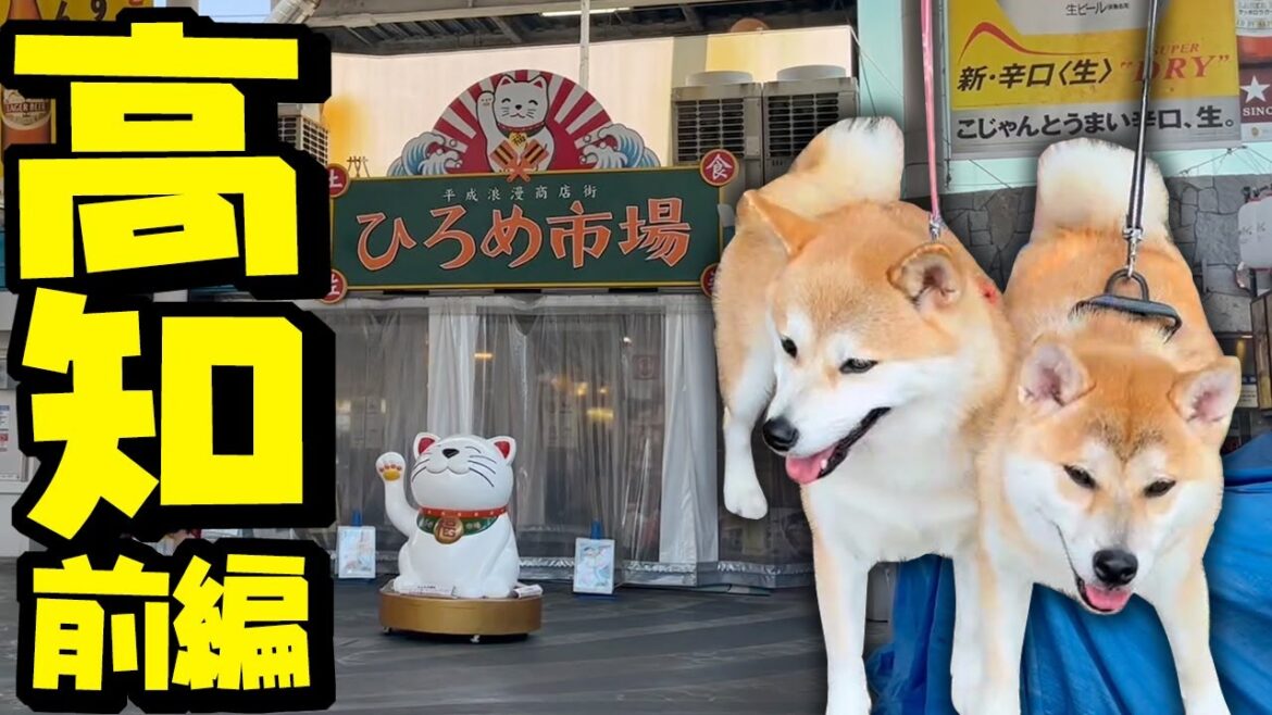 【前編】子供達に黙って柴犬姉妹と高知県に行った結果…パニックに