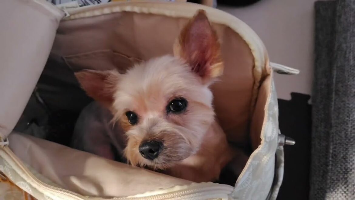 サマーカットでお散歩。花火見えるかな？のヨークシャーテリア