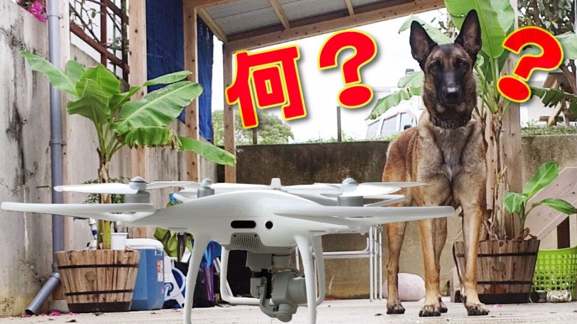 ドローンと初対面！キョトンとする大型犬シェパードが可愛いｗ