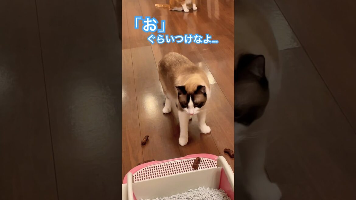 トイレ行ってくると言った猫が見た物は？ #shorts #cat #スノーシュー猫