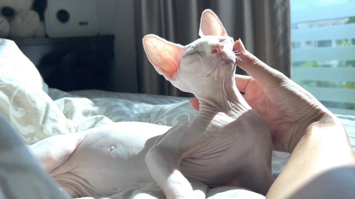 毛のない猫にハマった理由【スフィンクス猫】 毛のない猫にハマった理由【スフィンクス猫】