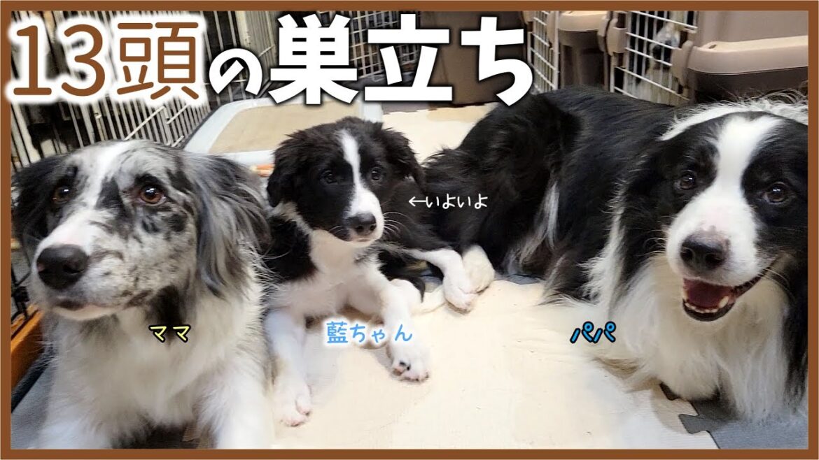 お迎えってどんな感じ？ルアパピ・リマパピ13頭の巣立ち…そしてその後のまとめ♪【ボーダーコリー】