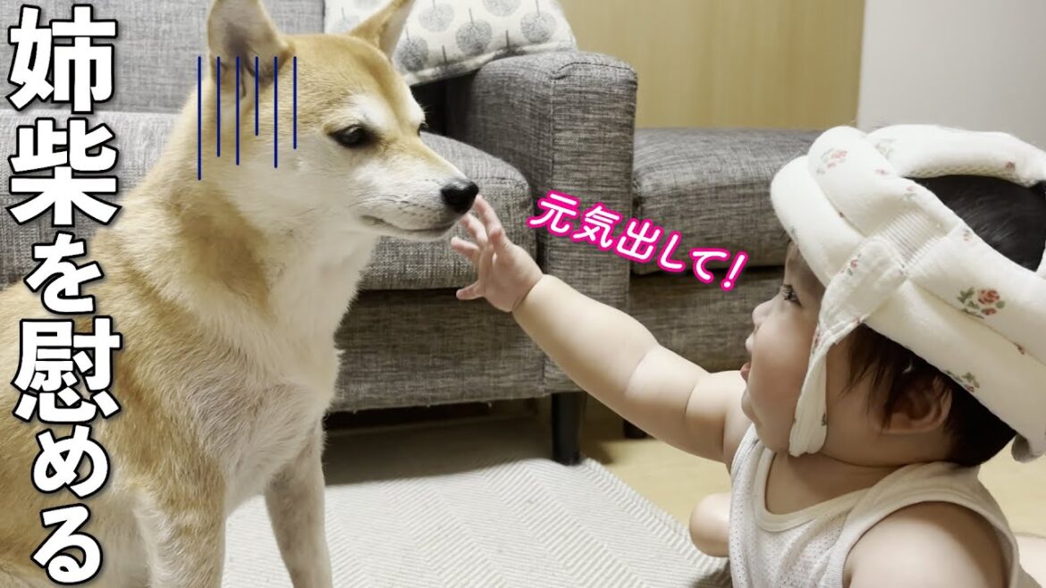 ママがいない日、寂しくて泣き叫ぶ柴犬を慰める赤ちゃん