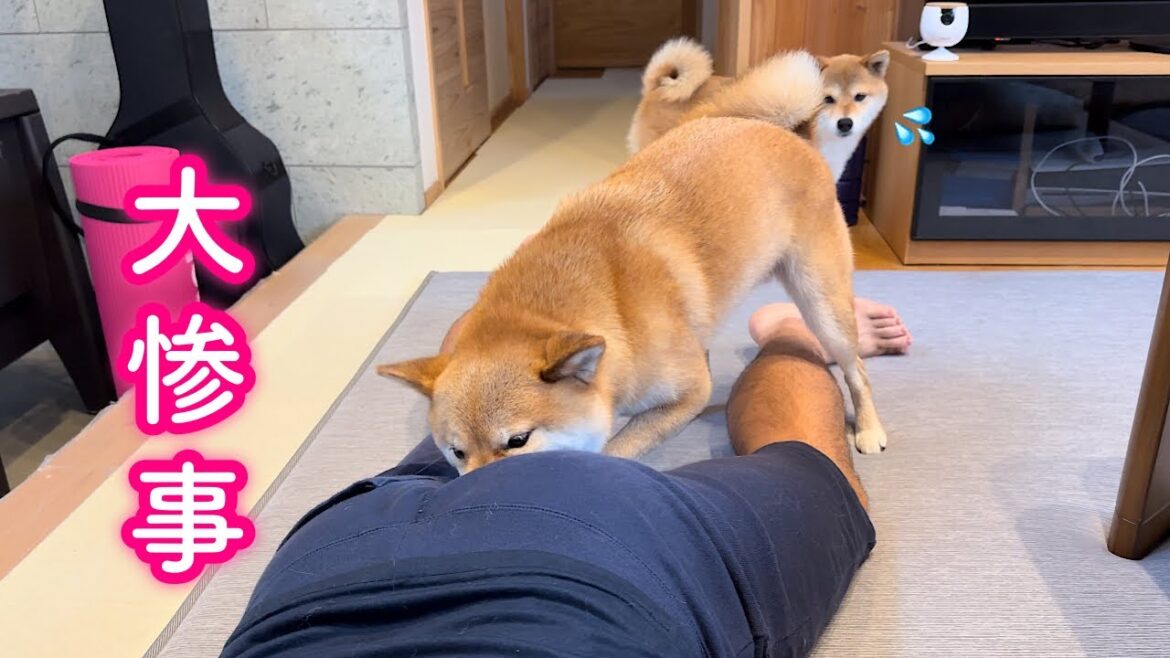 ママのマッサージの真似したつもりがパパの大事なところに顔を突っ込み大惨事を起こす柴犬